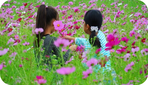 2コスモスまつり