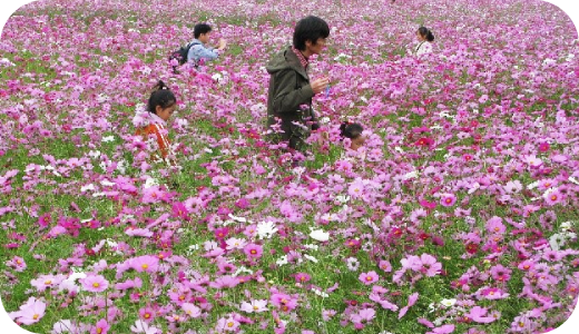 1コスモスまつり