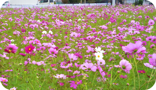 3コスモスまつり