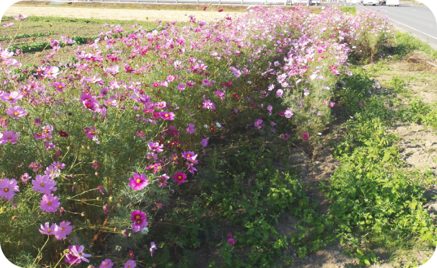 2_上新田コスモス