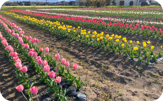 1改角淵チューリップ540_334