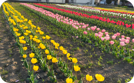 2改角淵チューリップ540_334