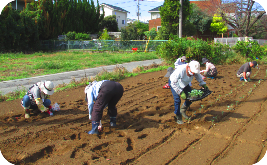 2.斉田増進ブロッコリー