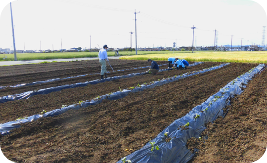 さつまいも広報_上新田